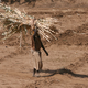 Illustration for article titled Dozens Killed as Kenya Continues to Suffer from Drought